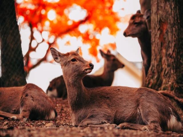 奈良県の風景：鹿