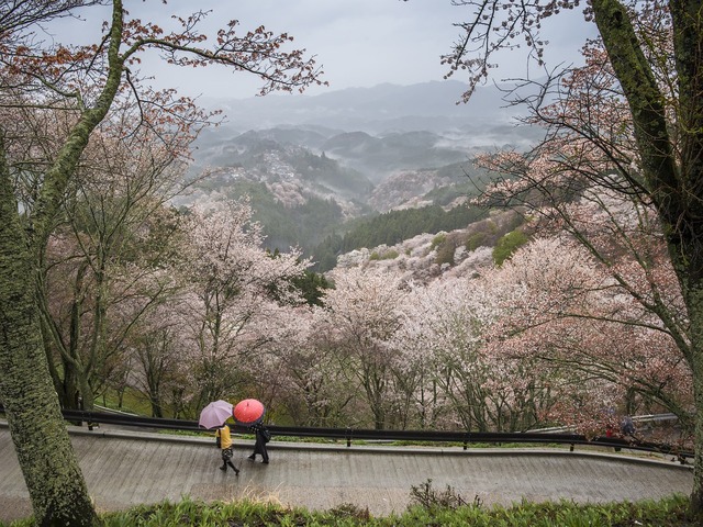奈良県の風景：吉野山